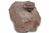 Curled Red Austerops Trilobite - Hmar Laghdad, Morocco #320891-3